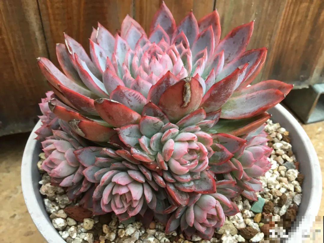 多肉要是养好了，精致得像艺术品，光看就很满足了