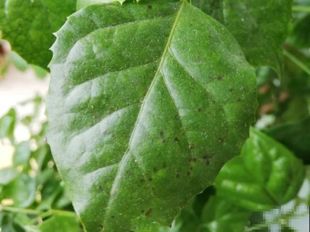 自制“增亮剂”，给花叶子擦一擦，亮的照人影