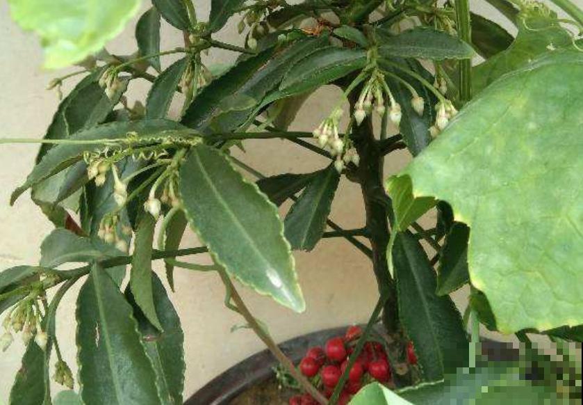 这种花叫红凉伞，结出无数小红果，过年摆着正好！