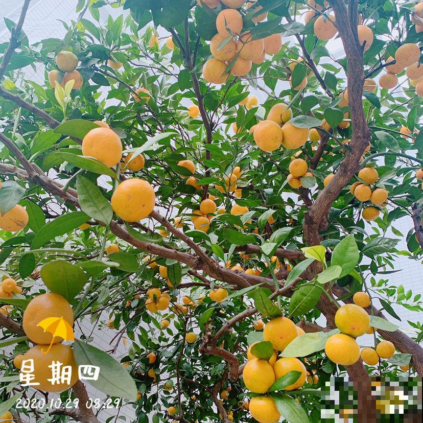 好桔子要学会挑，记住3个挑桔子要点，个个都好吃