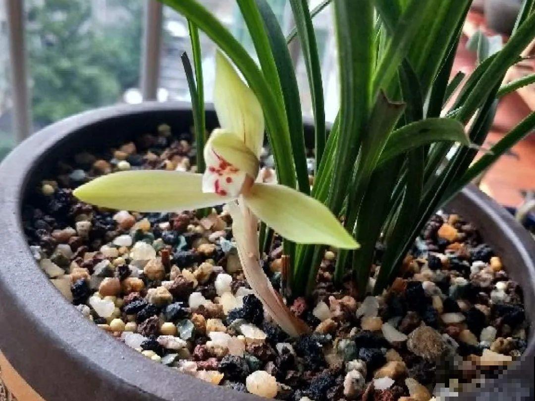 家里有这9种花,一定要冻一个月,才能开花更好看 家里有这9种花,一定要冻一个月,才能开花更好看