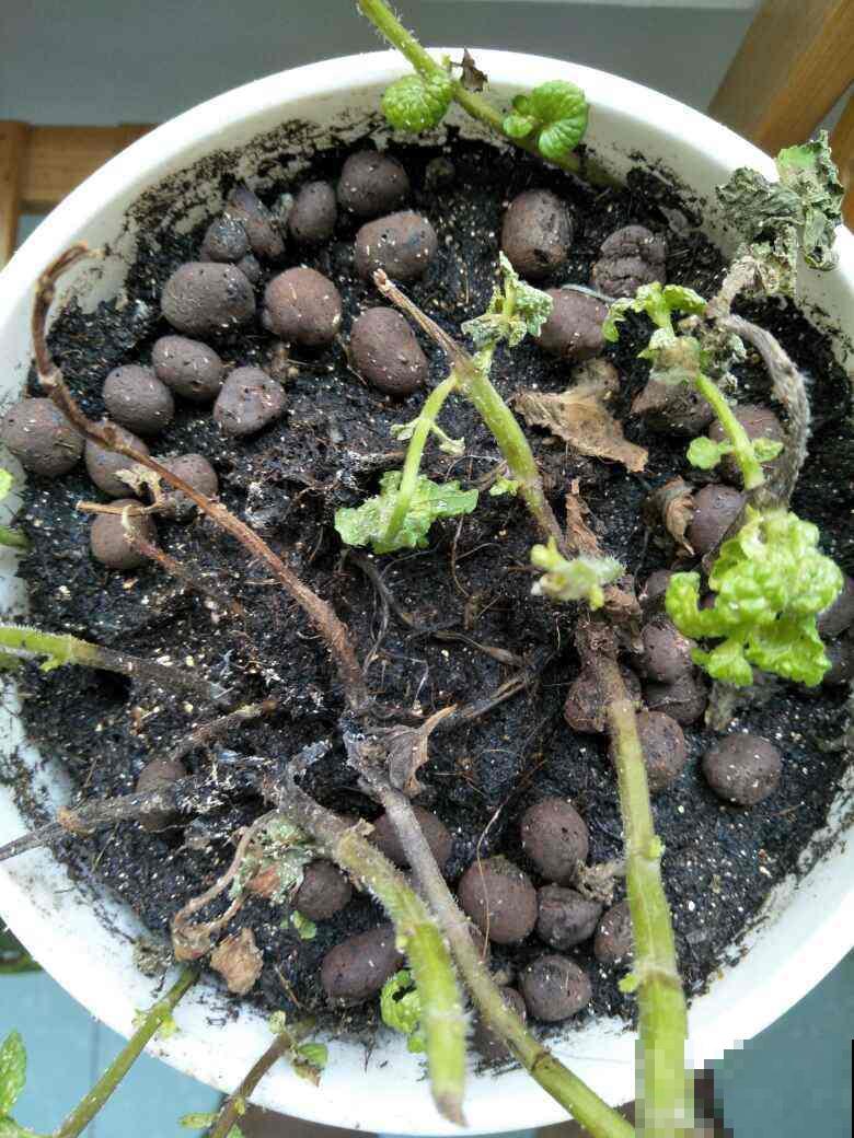 春天要给花换盆,尤其是这4种情况。早换盆植物长得好 春天要给花换盆,尤其是这4种情况。早换盆植物长得好