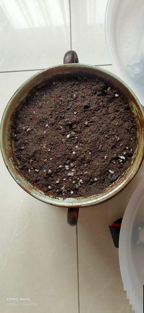 春天养花最好用营养土，好处有3点，性价比超高