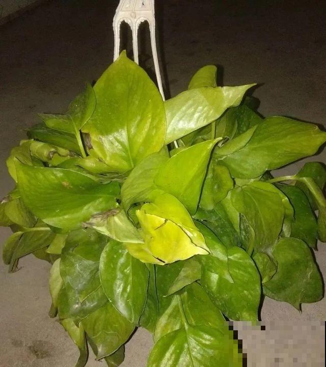 家里养这10种花,冻伤了要赶紧救,晚了就救不回来了 家里养这10种花,冻伤了要赶紧救,晚了就救不回来了