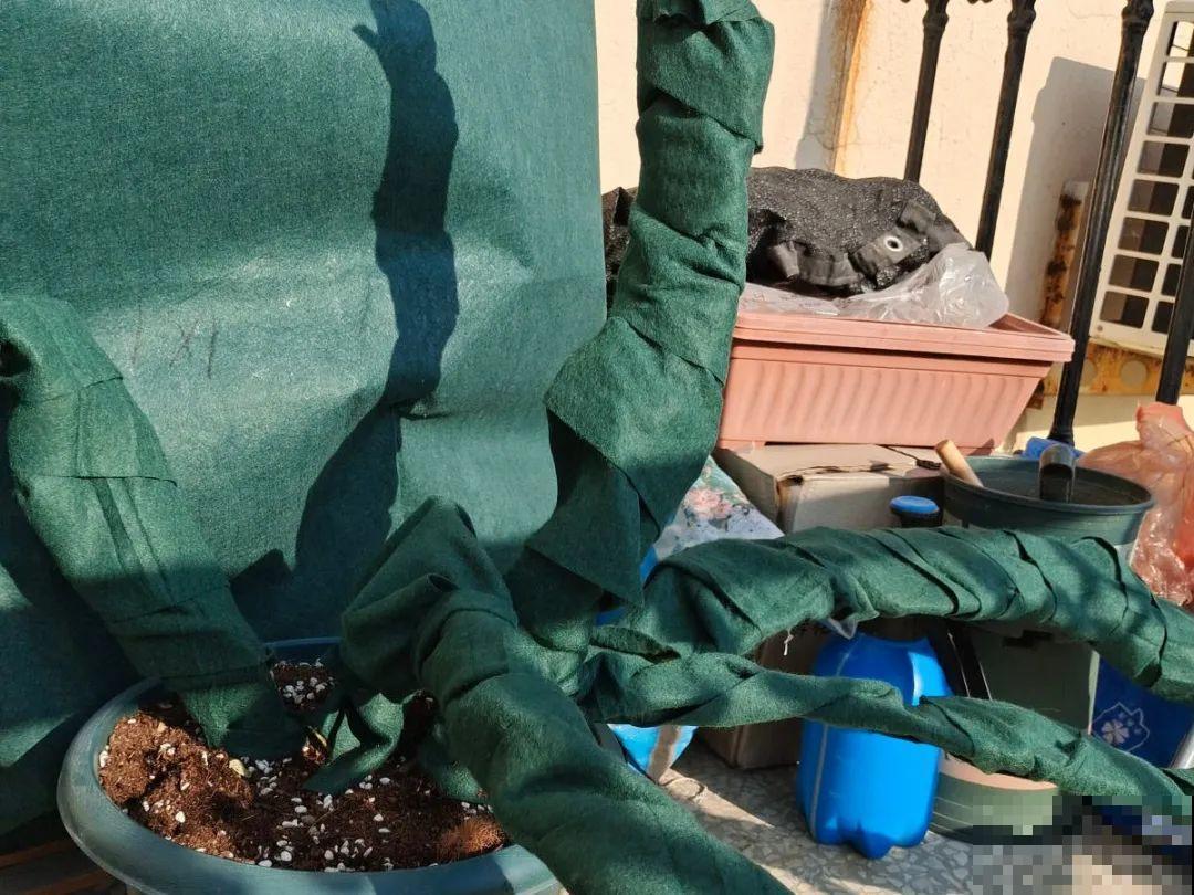 腊月养花禁忌，一定要保暖，不然花很快就死