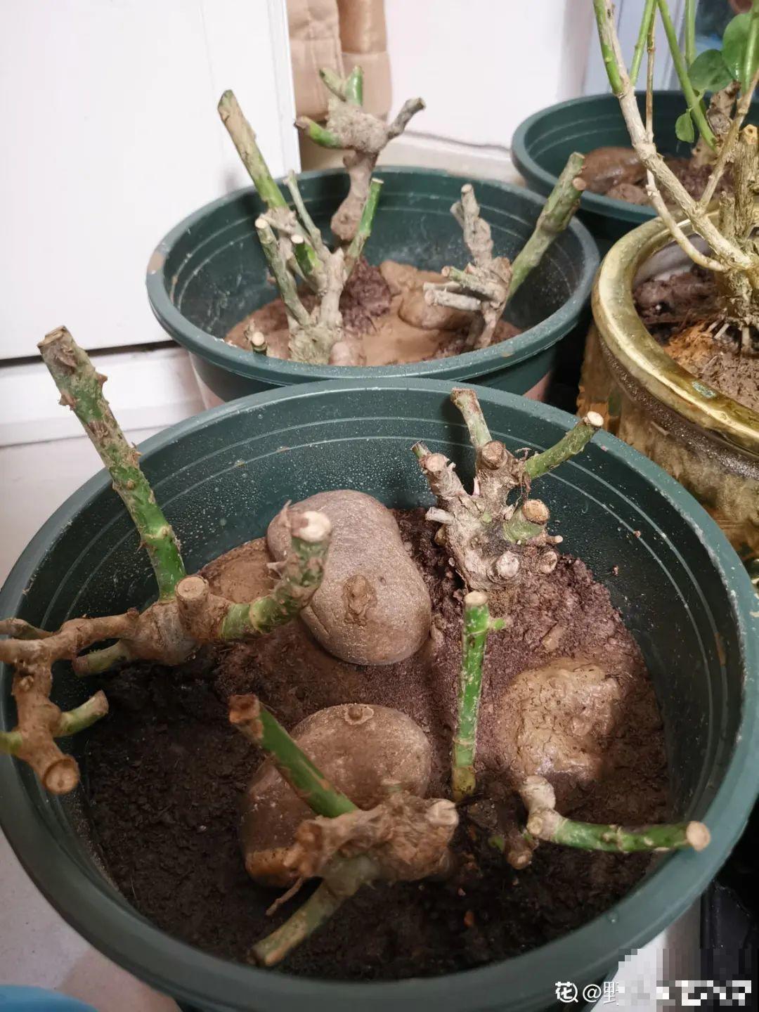 10年的绣球大老桩，九块钱也别买，难开花还浪费感情