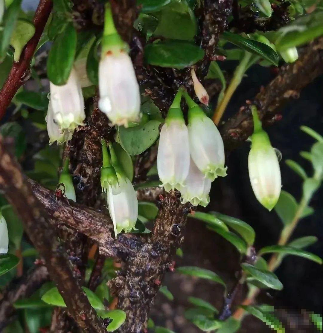 农村树上长出大萝卜?开出灯笼花,价格贵的出奇! 农村树上长出大萝卜?开出灯笼花,价格贵的出奇!