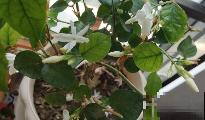 养花把控好温度是关键,了解了这些,才能轻松养好花! 养花把控好温度是关键,了解了这些,才能轻松养好花!