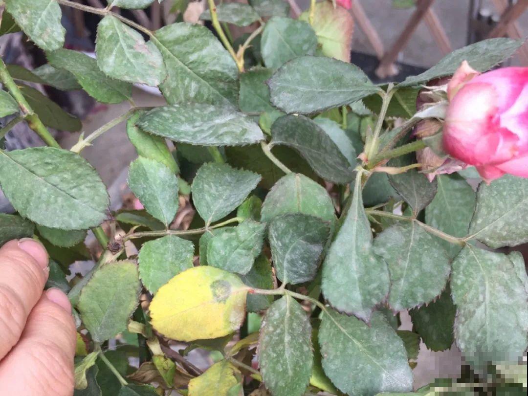 自制“增亮剂”，给花叶子擦一擦，亮的照人影