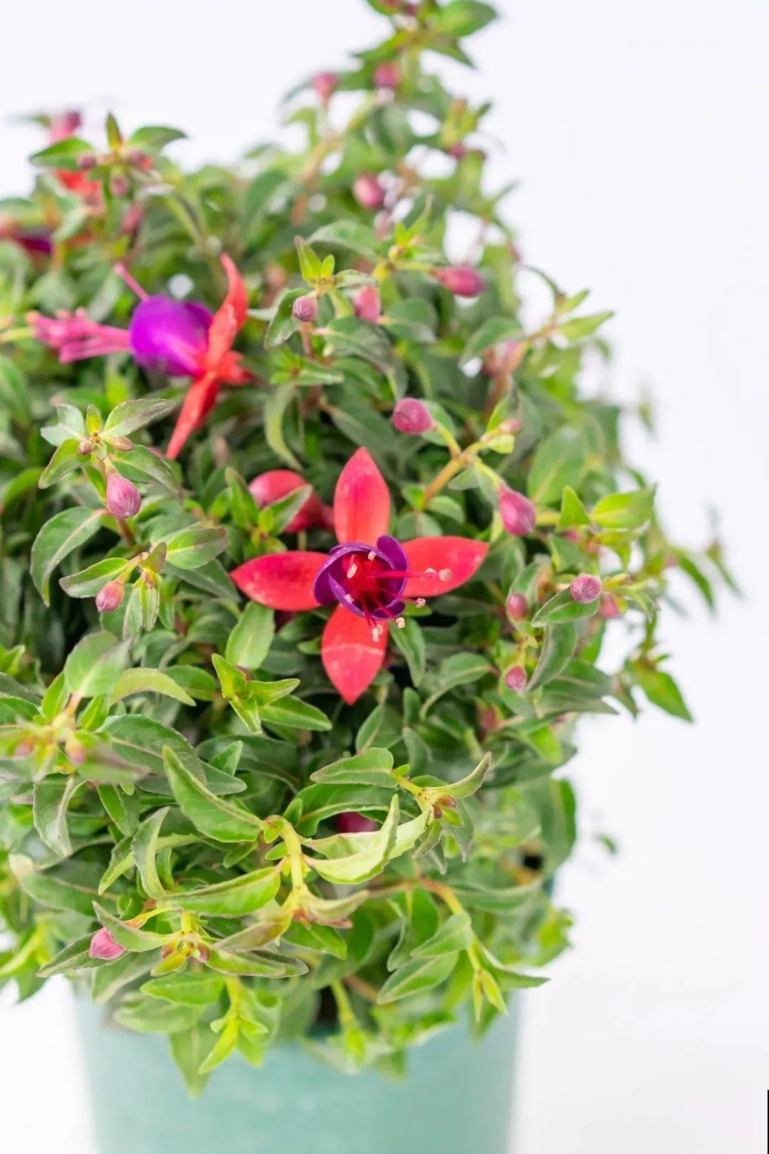 倒挂金钟开花像吊灯，满盆能开上百朵，颜值超高