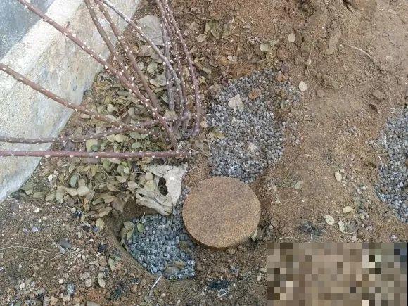 月季12个月计划表，按照这个养，大花墙不是梦！