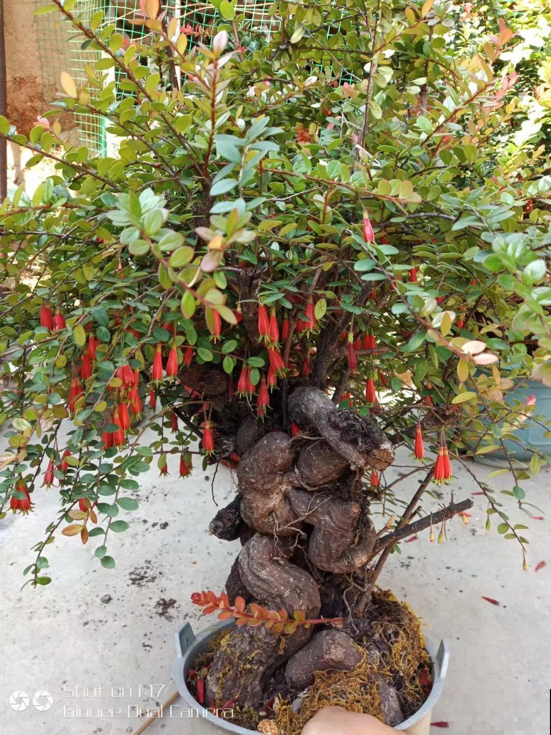 农村树上长出大萝卜？开出灯笼花，价格贵的出奇！