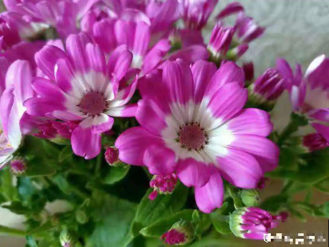 6种花是一次性，开完可以扔了，别再浪费时间