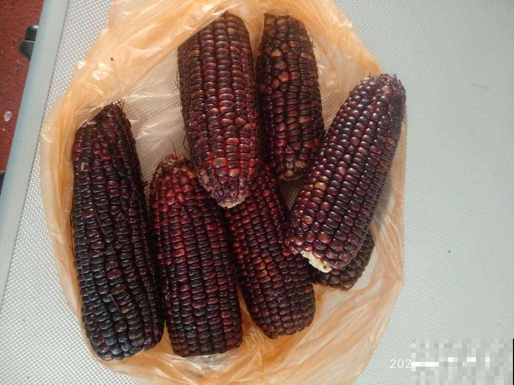 玉米种类越来越多,都有什么区别?选对了才能吃得健康 玉米种类越来越多,都有什么区别?选对了才能吃得健康