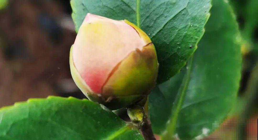 长寿花开完第一茬，赶紧剪掉，20天后又能开花