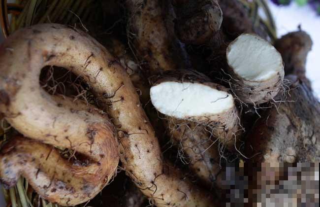 挑选山药不能光看大小,这4个要点很重要,记住就能挑到好山药 挑选山药不能光看大小,这4个要点很重要,记住就能挑到好山药