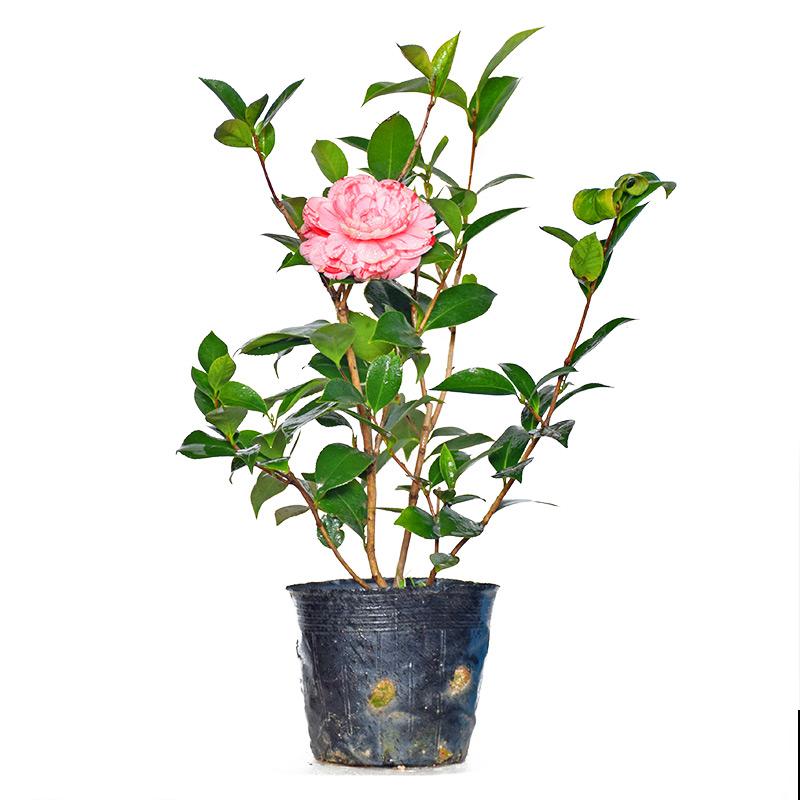 茶花越冷开花越多,但总是掉花苞,原来养护出现问题 茶花越冷开花越多,但总是掉花苞,原来养护出现问题