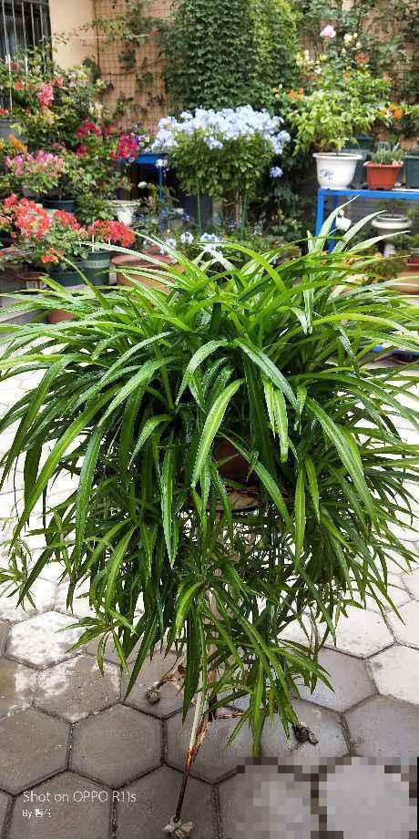 过年植物也要大扫除，经常擦叶子，植物吸收更好