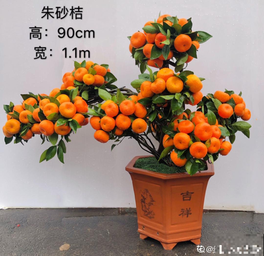 9种娇气花，冬天不要买回家，太难养活了！