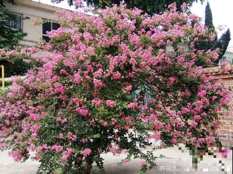 零下20℃，冻不死的花，不用搬进屋！