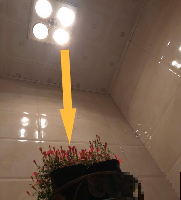 光照不好不要紧，浴霸照一照，花开爆盆！