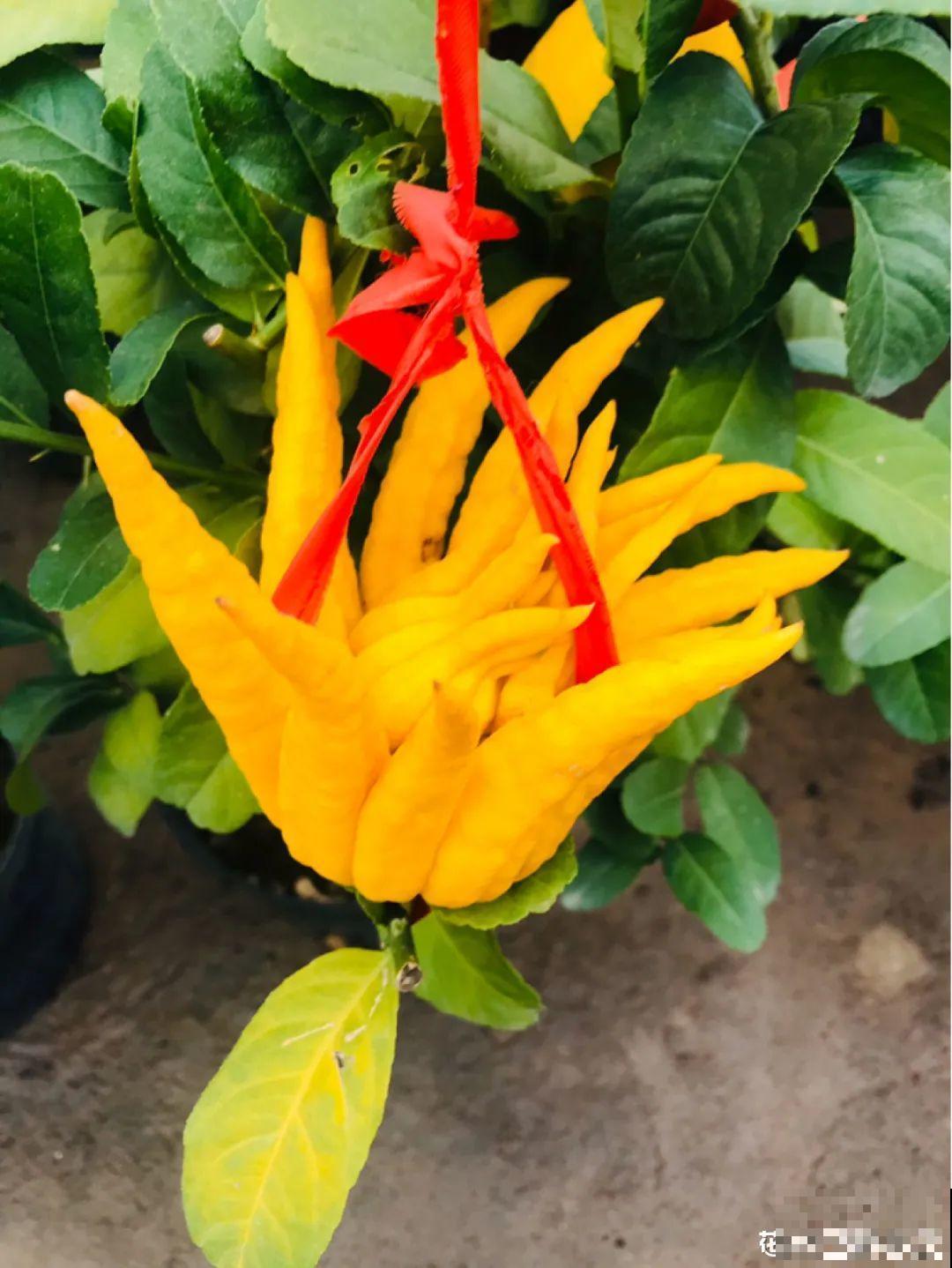 1盆苹果卖300块,为啥这么贵,难道是金苹果? 1盆苹果卖300块,为啥这么贵,难道是金苹果?