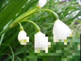 零下20度都冻不死的雪片莲，掌握养护技巧，冬天依旧开花！