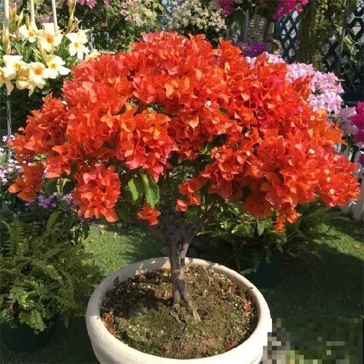 3月是给花剃头的好时机,现在狠心剪,下月就开花 3月是给花剃头的好时机,现在狠心剪,下月就开花