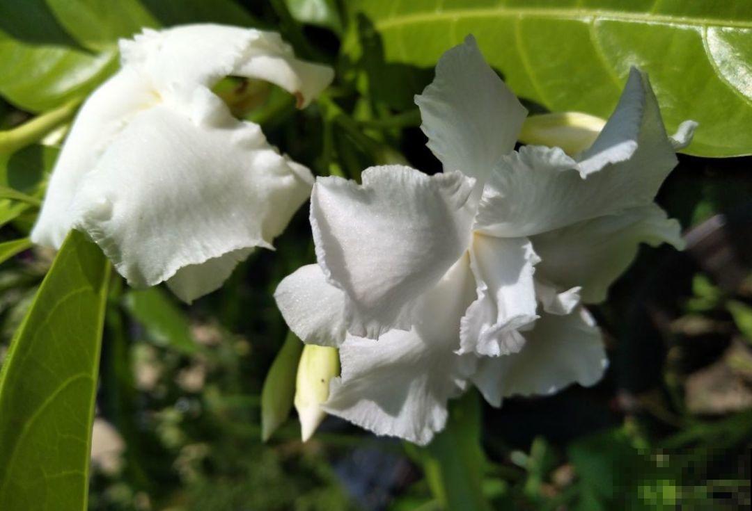 这种花名字虽土，开花却很美，像极了茉莉花！