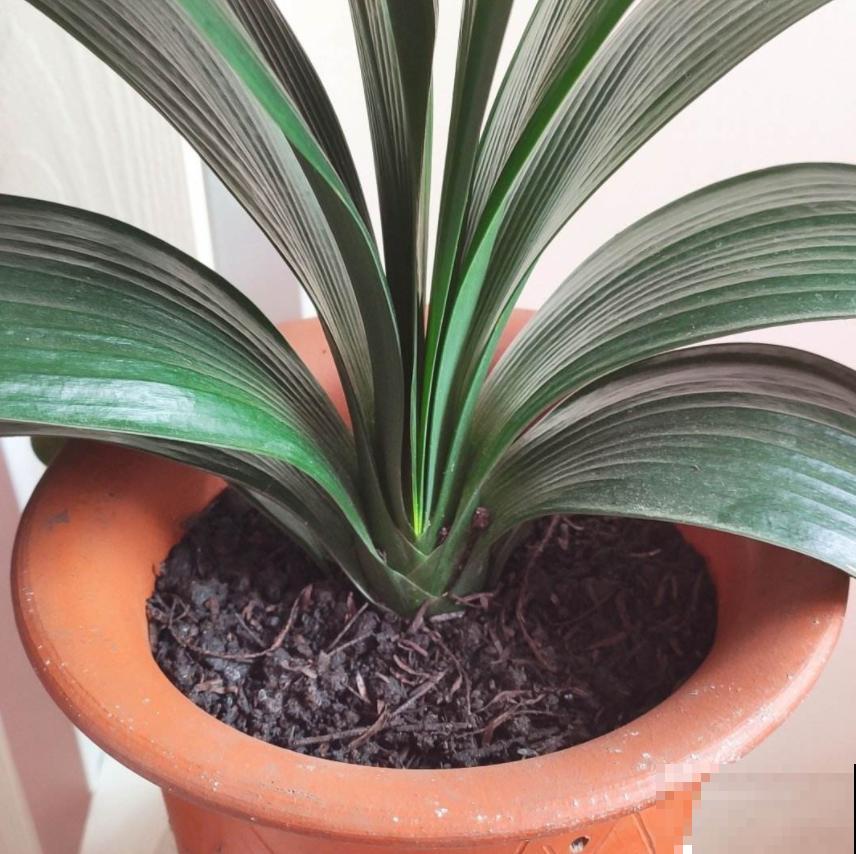 越养越升值的6种花，养花相当于赚钱，你养了吗？