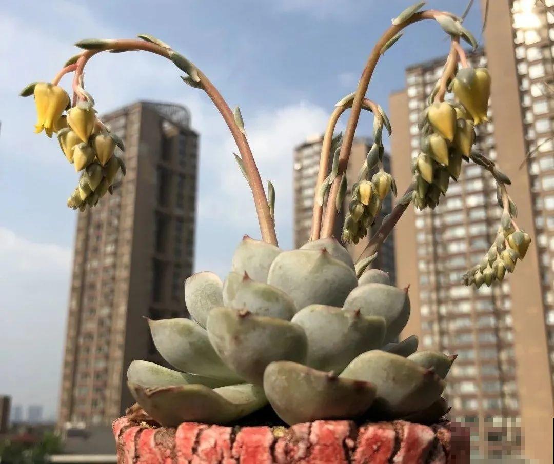 5种花就是一次性，开完花就扔，别浪费时间！