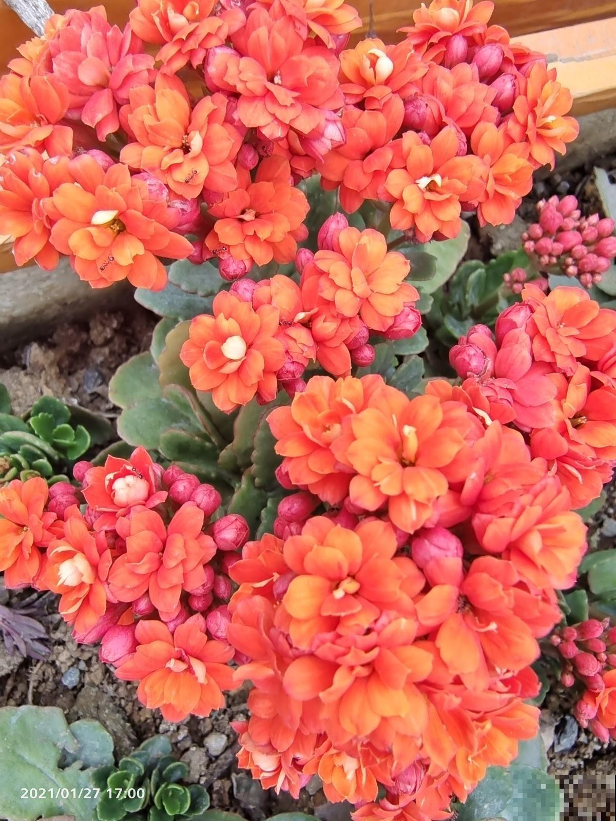 养花记住打开“小机关”，花朵嘭嘭开，爆成花团子