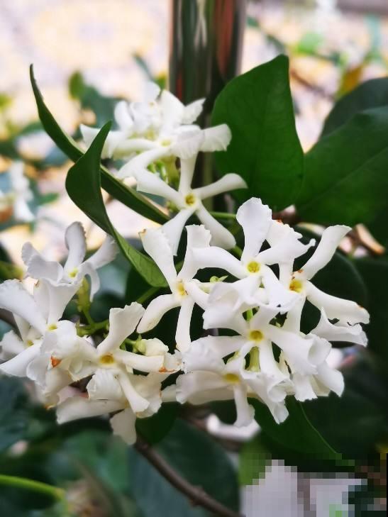 这4种茉莉花品种，清新又淡雅，每一种都好养！