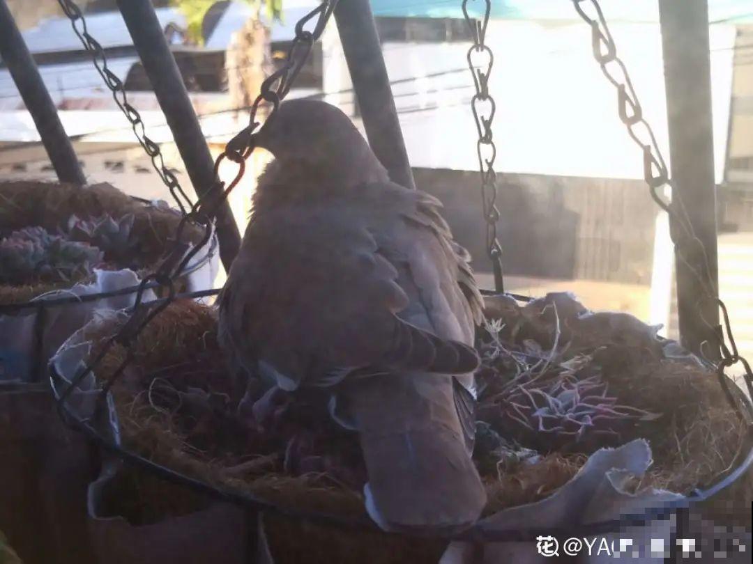 10个养花偏方,一般人我不告诉他,养花太好用 10个养花偏方,一般人我不告诉他,养花太好用