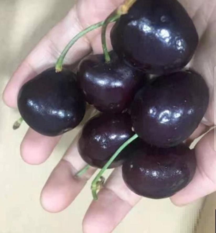 车厘子有什么好,价格贵得要命,吃多还便血,贫穷“救”了我! 车厘子有什么好,价格贵得要命,吃多还便血,贫穷“救”了我!