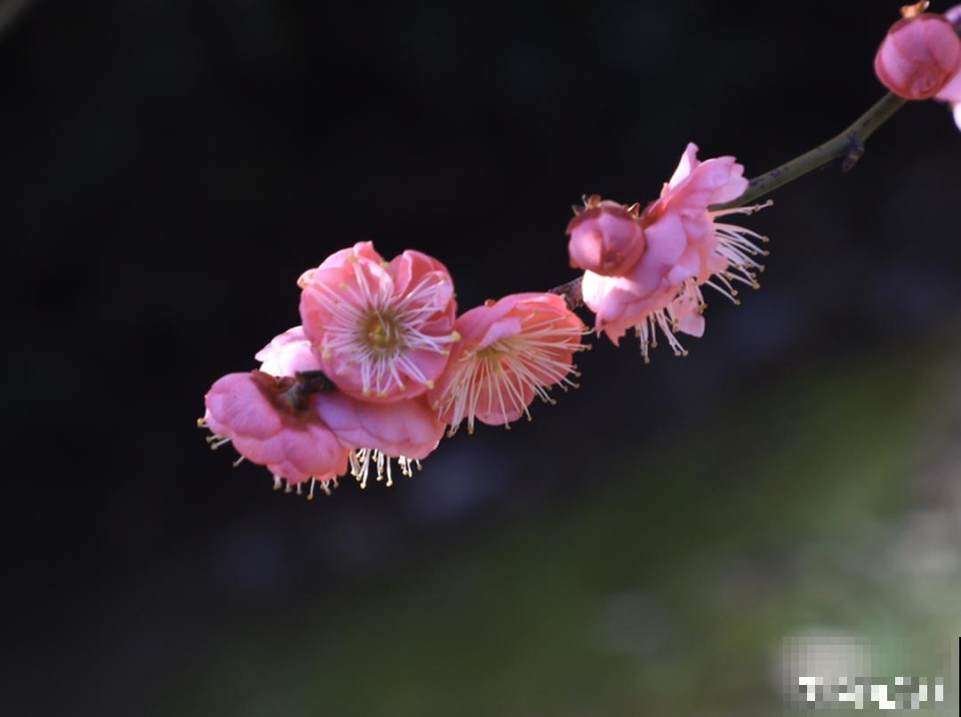 民间十大不吉利花，到底是哪流传来的