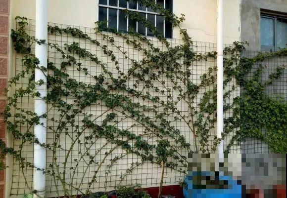 月季12个月计划表，按照这个养，大花墙不是梦！