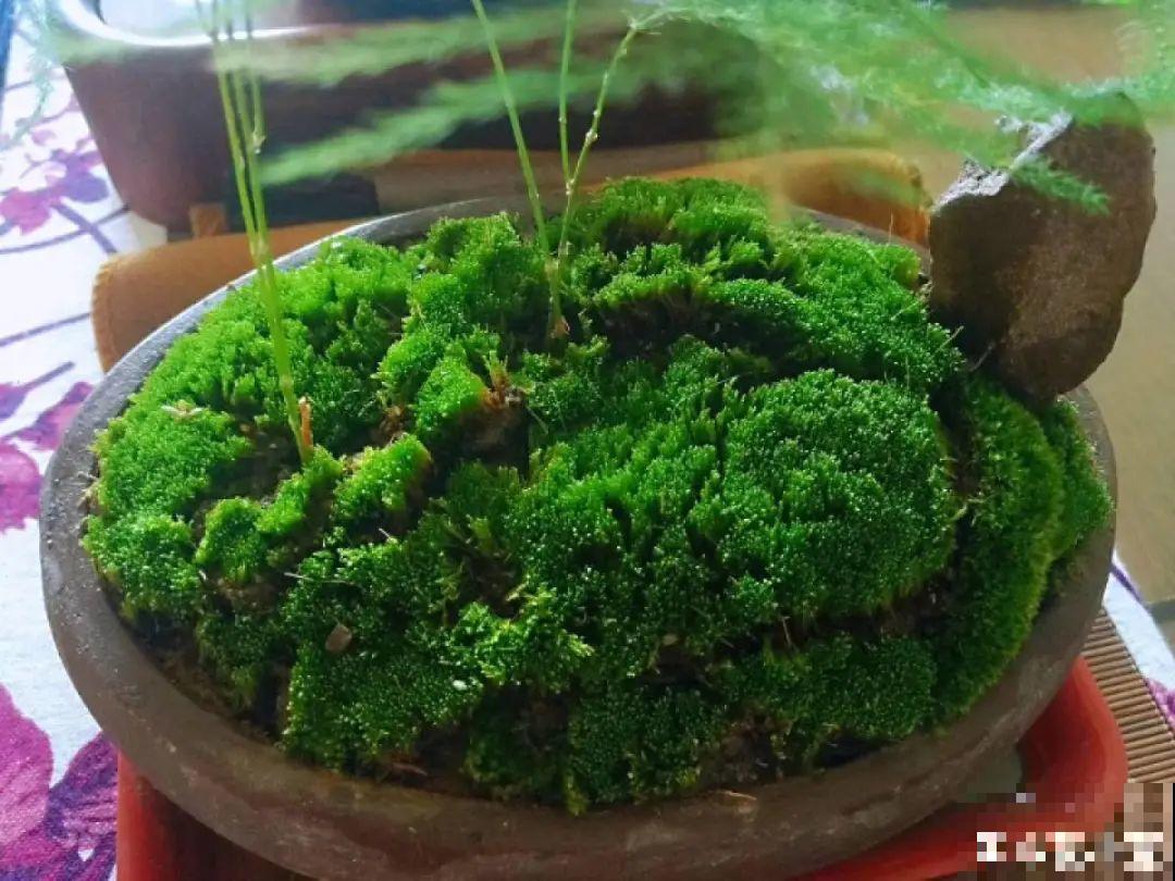 年纪轻轻，养点花种点草，提前过过养老生活