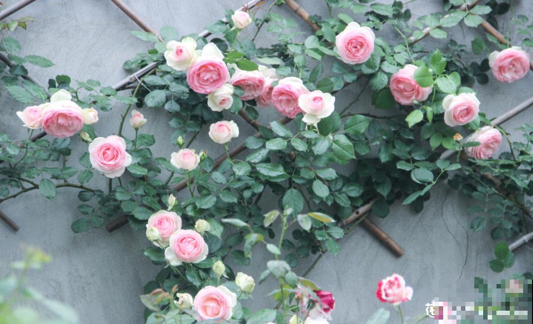 20种花春天开得正盛,花期长、容易爆花,虫害少! 20种花春天开得正盛,花期长、容易爆花,虫害少!