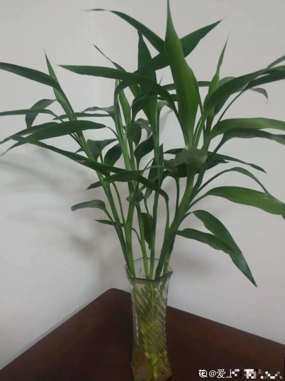 8种难养的花，脱土脱盆泡水里，越浇水长得越旺！