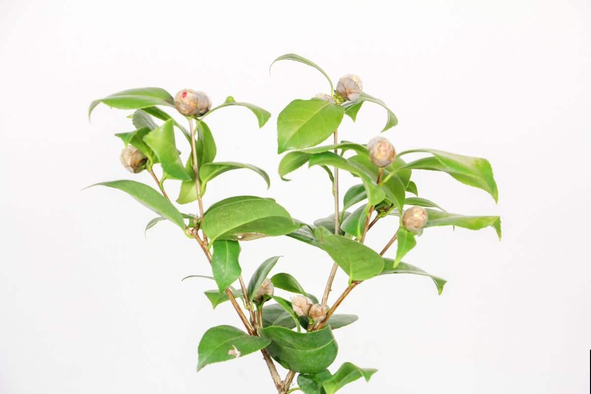 这4种情况不能换盆！不然花养不好，还容易烂根！