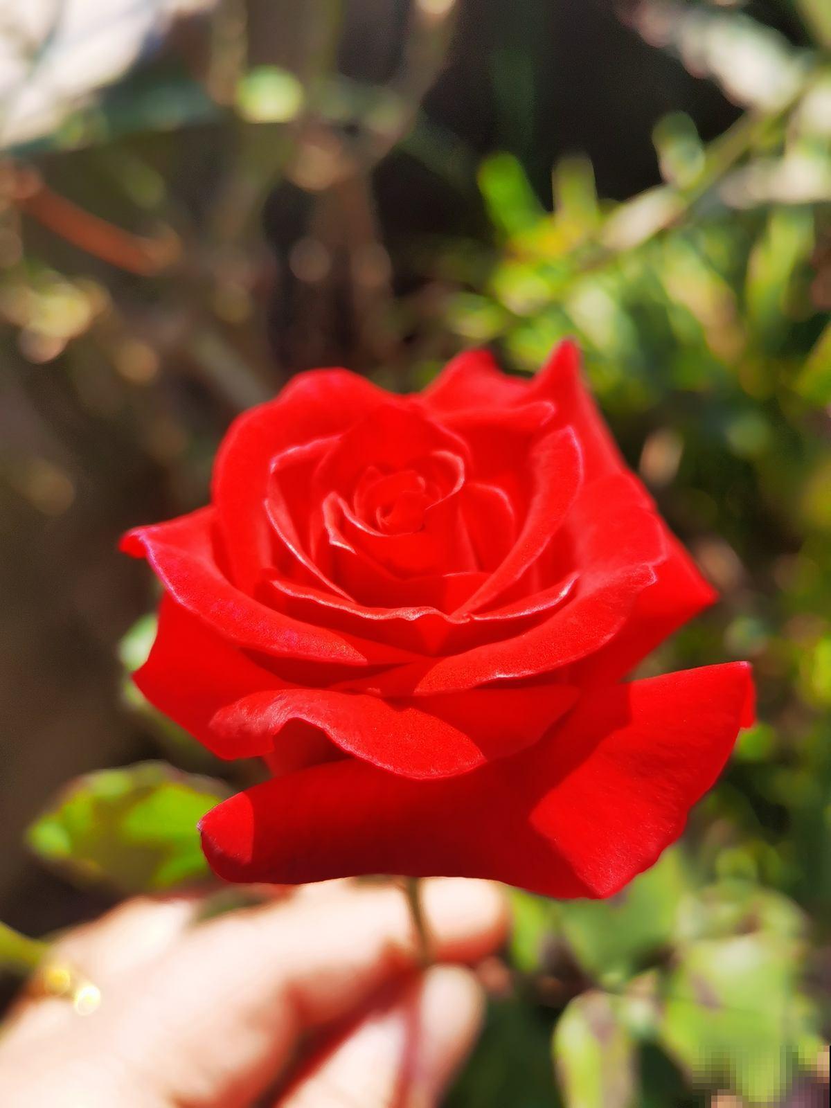 家里养5种花，花期时间超长，不凋零开不败