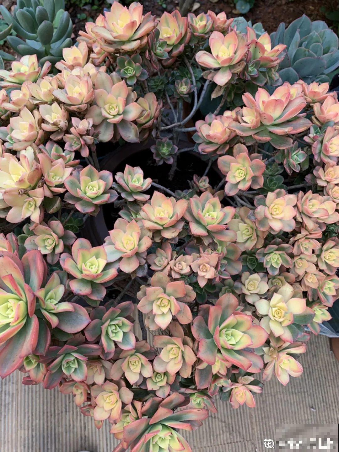 多肉老桩有多美，看着像是艺术品，造型超美