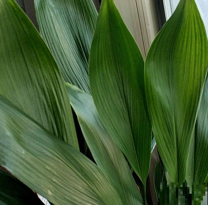 一叶兰耐阴又耐旱,皮实又好养活,注意3点咋养都好! 一叶兰耐阴又耐旱,皮实又好养活,注意3点咋养都好!