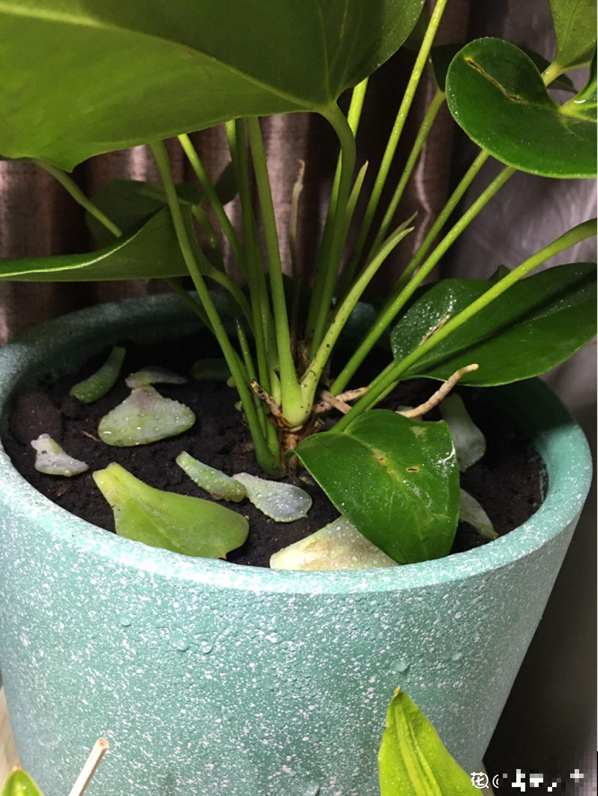 养多肉也有难处，亲身实践告诉你，掌握要点才能养好多肉