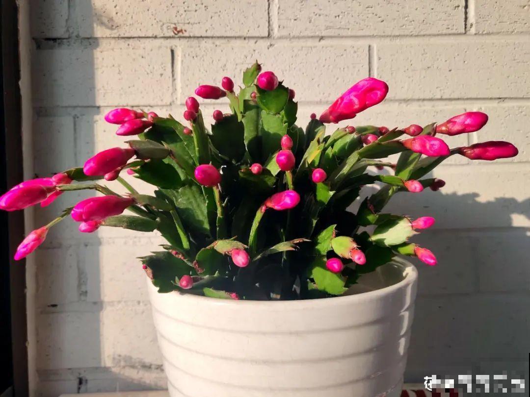 养护蟹爪兰,要注意8个要点,才能开出仙气飘飘花 养护蟹爪兰,要注意8个要点,才能开出仙气飘飘花