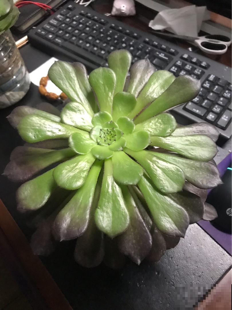 容易养成老桩的多肉，新手也能养成，2年茎秆木质化