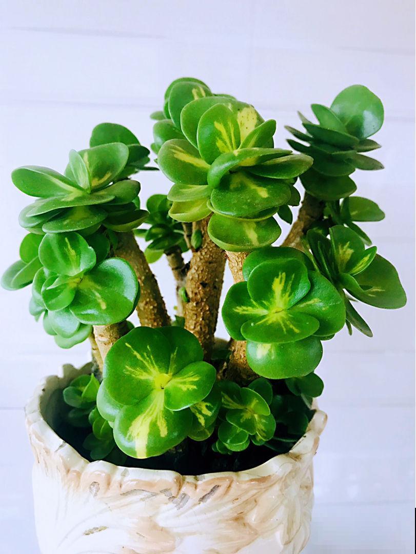 容易养成老桩的多肉，新手也能养成，2年茎秆木质化