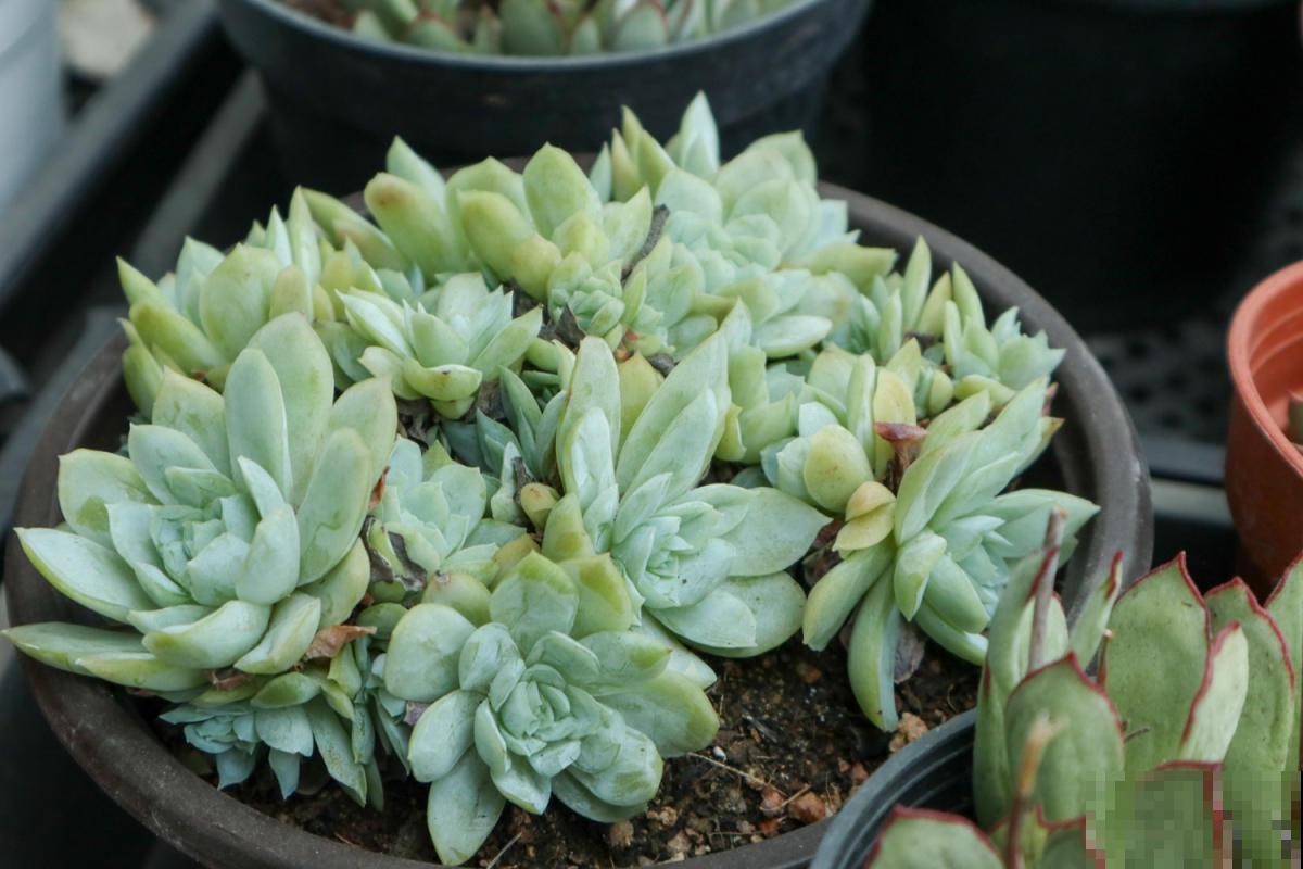 老花匠的养肉秘方，避开5个坑，才能养出结实多肉