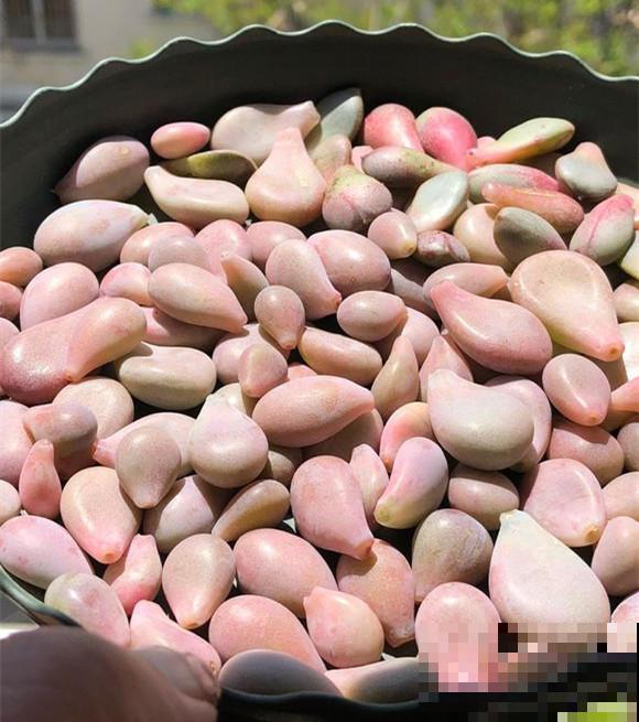 养多肉这样叶插！快速生根，轻松繁殖一大片！